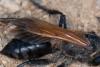 Prionyx subfuscatus